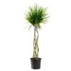My City Plants Large Plants 3' - 5' Dracaena Marginata Open Weave Braid In 10" Nursery Pot