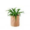 My City Plants Medium/Small Plants 1' - 2' Bird's Nest Fern Trendcover 23 - Dark Cork