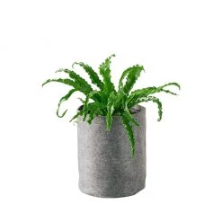 My City Plants Bird's Nest Fern Trendcover 23 - Dark Gray Medium/Small Plants 1' - 2'
