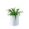 My City Plants Bird's Nest Fern Trendcover 23 - Light Gray
