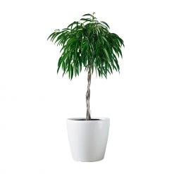 My City Plants Ficus Alli Classico 50 - White Extra Large Plants 5' - 8'