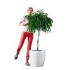 My City Plants Ficus Alli Classico 50 - White Extra Large Plants 5' - 8'