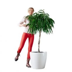My City Plants Ficus Alli Classico 50 - White Extra Large Plants 5' - 8'