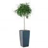My City Plants Ficus Alli Cubico 40 - Charcoal Metallic Extra Large Plants 5' - 8'