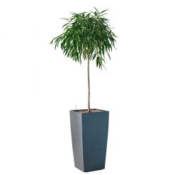 My City Plants Ficus Alli Cubico 40 - Charcoal Metallic Extra Large Plants 5' - 8'