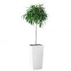 My City Plants Ficus Alli Cubico 40 - White