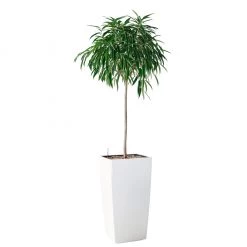 My City Plants Ficus Alli Cubico 40 - White
