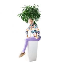 My City Plants Ficus Alli Cubico 40 - White