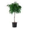 My City Plants Ficus Alli In 14" Nursery Pot