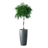My City Plants Ficus Alli Rondo 40 - Charcoal Metallic