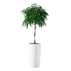 My City Plants Ficus Alli Rondo 40 - White