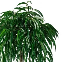 My City Plants Ficus Alli Rondo 40 - White