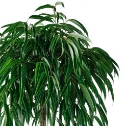 My City Plants Ficus Alli Rondo 40 - Charcoal Metallic
