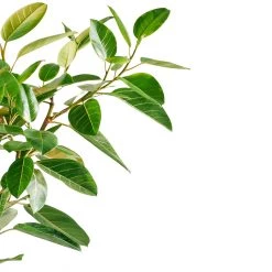 My City Plants Extra Large Plants 5' - 8' Ficus Altissima Classico 50 - White