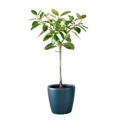 My City Plants Ficus Altissima Classico 50 - Charcoal Metallic Extra Large Plants 5' - 8'