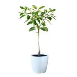 My City Plants Extra Large Plants 5' - 8' Ficus Altissima Classico 50 - White