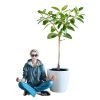 My City Plants Extra Large Plants 5' - 8' Ficus Altissima Classico 50 - White