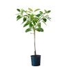 My City Plants Ficus Altissima In 14" Nursery Pot