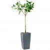 My City Plants Extra Large Plants 5' - 8' Ficus Altissima Cubico 40 - Charcoal Metallic