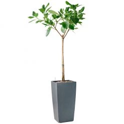 My City Plants Extra Large Plants 5' - 8' Ficus Altissima Cubico 40 - Charcoal Metallic
