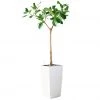 My City Plants Extra Large Plants 5' - 8' Ficus Altissima Cubico 40 - White