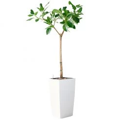 My City Plants Extra Large Plants 5' - 8' Ficus Altissima Cubico 40 - White