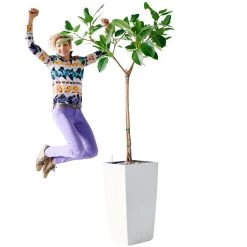 My City Plants Extra Large Plants 5' - 8' Ficus Altissima Cubico 40 - White