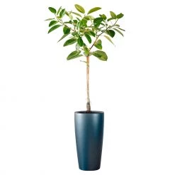 My City Plants Extra Large Plants 5' - 8' Ficus Altissima Rondo 40 - Charcoal Metallic