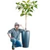 My City Plants Extra Large Plants 5' - 8' Ficus Altissima Rondo 40 - Charcoal Metallic
