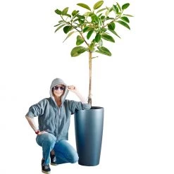 My City Plants Extra Large Plants 5' - 8' Ficus Altissima Rondo 40 - Charcoal Metallic