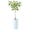 My City Plants Ficus Altissima Rondo 40 - White Extra Large Plants 5' - 8'