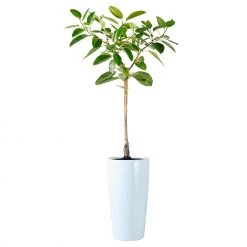 My City Plants Ficus Altissima Rondo 40 - White Extra Large Plants 5' - 8'