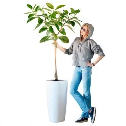 My City Plants Ficus Altissima Rondo 40 - White Extra Large Plants 5' - 8'