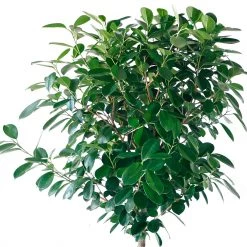 My City Plants Ficus Moclame Classico 50 - White Extra Large Plants 5' - 8'