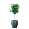 My City Plants Ficus Moclame Classico 50 - Charcoal Metallic