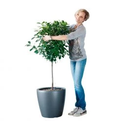 My City Plants Ficus Moclame Classico 50 - Charcoal Metallic