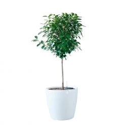 My City Plants Ficus Moclame Classico 50 - White Extra Large Plants 5' - 8'