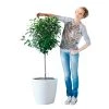 My City Plants Ficus Moclame Classico 50 - White Extra Large Plants 5' - 8'