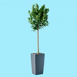 My City Plants Extra Large Plants 5' - 8' Ficus Moclame Cubico - Slate