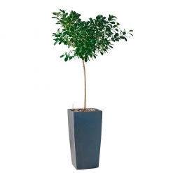 My City Plants Ficus Moclame Cubico 40 - Charcoal Metallic