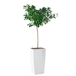 My City Plants Ficus Moclame Cubico 40 - White Extra Large Plants 5' - 8'