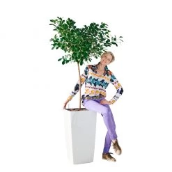 My City Plants Ficus Moclame Cubico 40 - White Extra Large Plants 5' - 8'