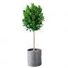 My City Plants Ficus Moclame Trendcover 32 - Dark Gray Extra Large Plants 5' - 8'