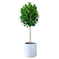 My City Plants Ficus Moclame Trendcover 32 - Light Gray