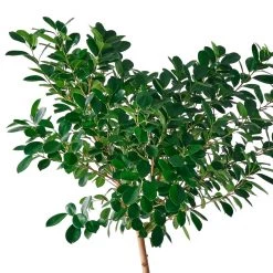 My City Plants Ficus Moclame Cubico 40 - Charcoal Metallic