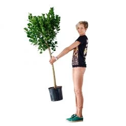 My City Plants Extra Large Plants 5' - 8' Ficus Moclame In 10" Nursery Pot