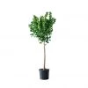 My City Plants Extra Large Plants 5' - 8' Ficus Moclame In 10" Nursery Pot