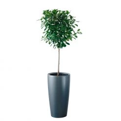 My City Plants Extra Large Plants 5' - 8' Ficus Moclame Rondo 40 - Charcoal Metallic