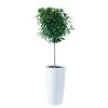 My City Plants Ficus Moclame Rondo 40 - White Extra Large Plants 5' - 8'