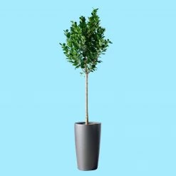 My City Plants Ficus Moclame Rondo - Charcoal Metallic